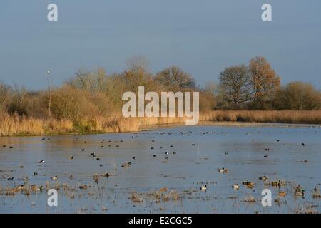 France, Indre, Berry, Natural Regional Park of La Brenne, La Touche pond, ducks Stock Photo