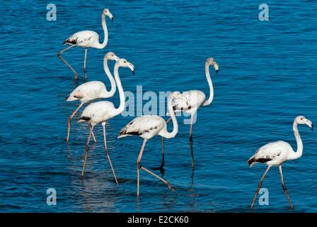 Namibia, Erongo region, Walvis Bay, Greater Flamingos (Phoenicopterus ruber roseus) Stock Photo