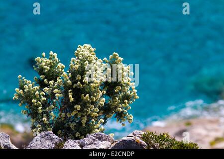 France Var Saint Tropez peninsula Cap Taillat Jupiter's Beard (Anthyllis barba-jovis) Stock Photo