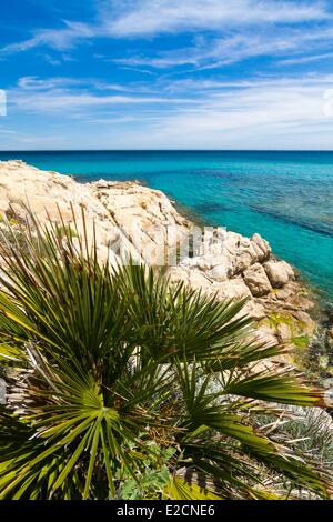 France Var Saint Tropez peninsula Cap Taillat European fan palm (Chamaerops humilis) on the rocky coast of the Cap Taillat Stock Photo