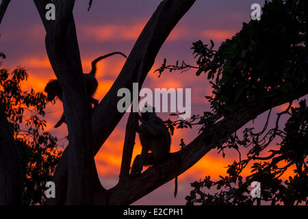 Kenya Tsavo east national park yellow baboon (Papio hamadryas cynocephalus) at sunrise Stock Photo