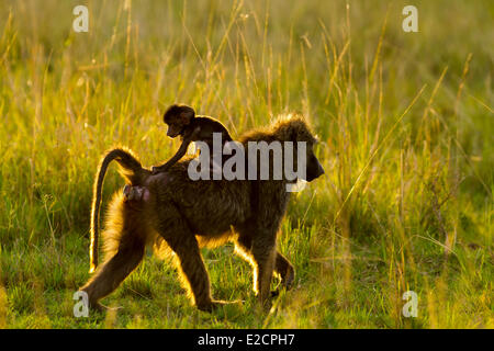 Kenya Nakuru national park Olive baboon (Papio hamadryas anubis) female carrying its baby Stock Photo
