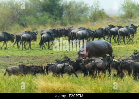 Kenya Masai Mara national reserve wildebeest (Connochaetes taurinus) herd and hippopotamus Stock Photo