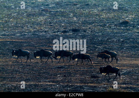 Kenya Masai Mara national reserve wildebeest (Connochaetes taurinus) group walking on the burnt soil Stock Photo