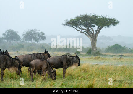 Kenya Masai Mara national reserve wildebeest (Connochaetes taurinus) Migration herd under the rain Stock Photo