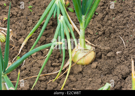 Onions growing on a garden allotment