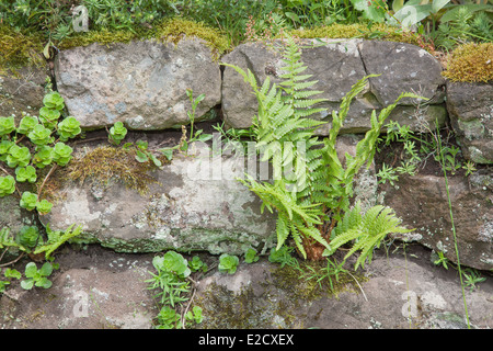 Fern covered dry stone wall Stock Photo