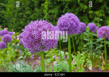 Purple aliums in flower border Stock Photo