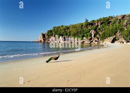 Australia Queensland Magnetic Island Radical Bay peacock walking on the beach Stock Photo