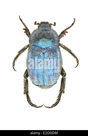 Coleoptera; Scarabeidae; Hoplia coerulea; Drury 1773 Stock Photo