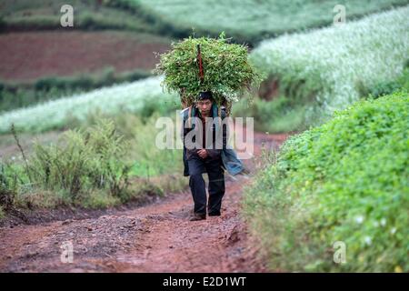 China Yunnan Province Dongchuan District Red lands Guoditang terrace cultivation peasant woman with basket on back bring fodder Stock Photo