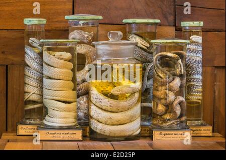 France Seine Maritime Rouen Museum of Natural History snakes in jars of formaldehyde Stock Photo