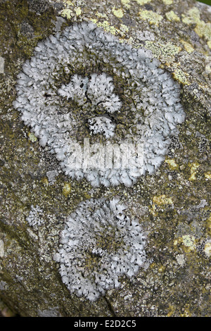 Rosettes Of The Foliose Lichen Parmelia saxatilis Stock Photo