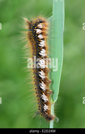Drinker Moth Caterpillar Philudoria (Euthrix) potatoria Stock Photo