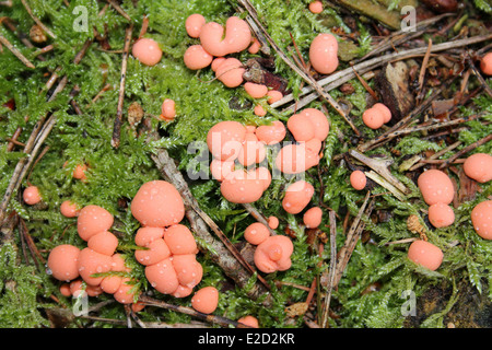 Wolf's Milk Slime Mould Lycogala terrestre Stock Photo