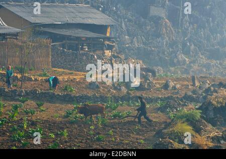 Vietnam Ha Giang province man of black Hmong ethnic group ploughing his filed Stock Photo