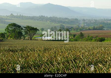 Swaziland Manzini district Malkerns valley pineapple cultivation Stock Photo