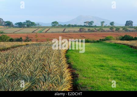 Swaziland Manzini district Malkerns valley pineapple cultivation Stock Photo