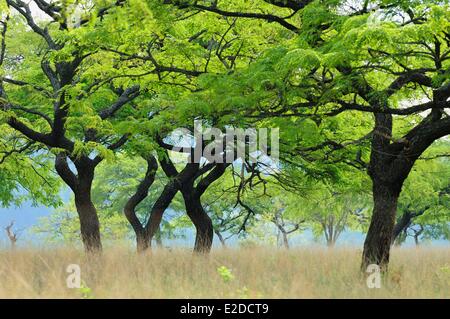 Swaziland Hhohho district Ezulwini valley (valley of Heaven) Mlilwane Wildlife Sanctuary Stock Photo