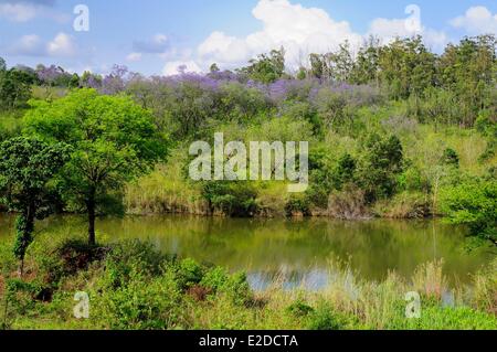 Swaziland Hhohho district Ezulwini valley (valley of Heaven) Mlilwane Wildlife Sanctuary Stock Photo