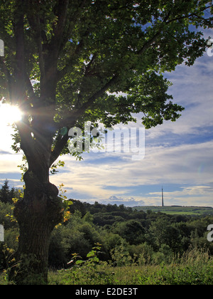The sun shines through a tree, with a distant view of Emley Moor television transmitter in West Yorkshire Stock Photo