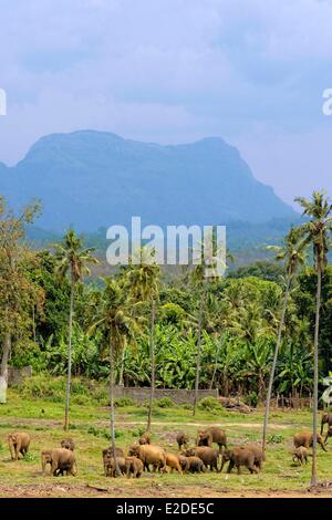 Sri Lanka Sabaragamuwa Province Kegalle District Pinnawala Herd of elephants with a forest of coconut palms and a background Stock Photo
