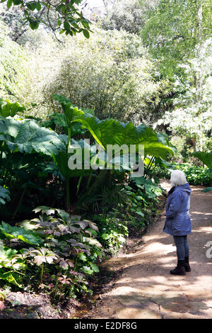 GUNNERA MANICATA. Stock Photo