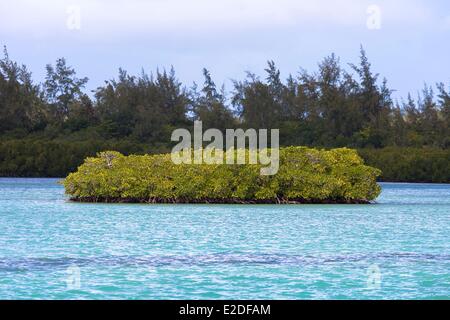 Mauritius, Flacq District, Ile aux Cerfs, Mangrove Stock Photo