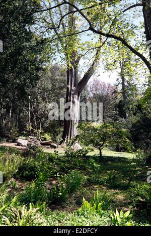 SHADY FOREST GLADE IN SPRING. UK Stock Photo