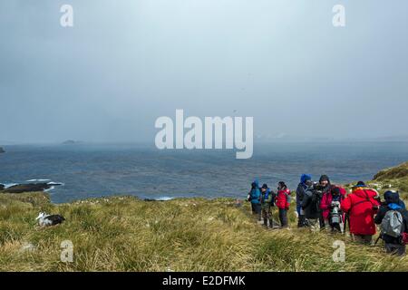 Antarctic, South Georgia Island, Prion Island, Wandering Albatross (Diomedea exulans), young on the nest, 10 month old Stock Photo