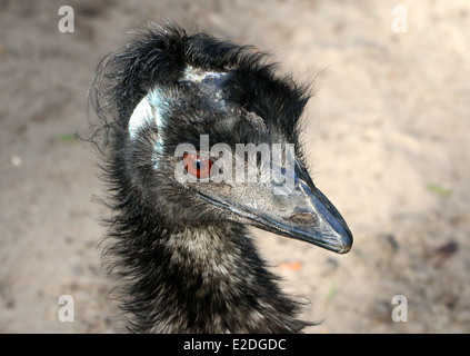 Detailed close-up of the head of a mature Australian Emu (Dromaius novaehollandiae) Stock Photo