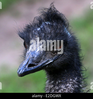 Detailed close-up of the head of a mature Australian Emu (Dromaius novaehollandiae) Stock Photo