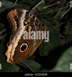 Yellow-edged Giant Owl butterfly (Caligo atreus) wings closed Stock Photo