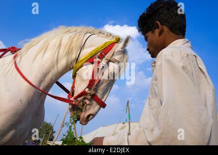 India Rajasthan state Nagaur the Nagaur cattle fair is the largest fair of its kind in the country the Marwari horses are sold Stock Photo