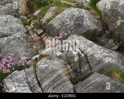 Thrift growing in examples of Amphibolite a metamorphic rock in South Uist Outer Hebrides Stock Photo