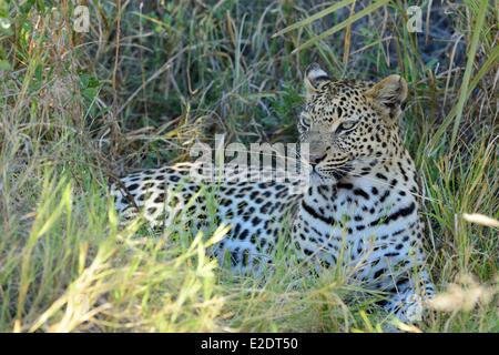 Botswana Northwest District Okavango Delta the private reserve of Jao Camp leopard (Panthera pardus) Stock Photo