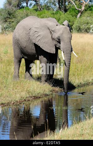Botswana Northwest District Okavango Delta the private reserve of Jao Camp African bush elephant (Loxodonta africana) Stock Photo