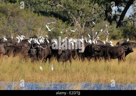 Botswana Northwest District Okavango Delta safari in the private concession of the Vumbura Plains Camp African buffalo or Cape Stock Photo