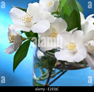 Jasmine flowers with leaves over blue background. Stock Photo