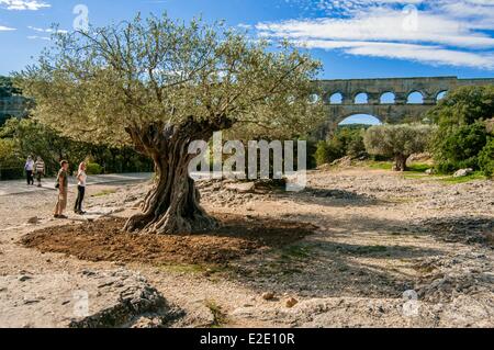 France Gard Vers Pont du Gard Pont du Gard olive dated to 908 Spain 5m circumference standing on the site of the Pont du Gard Stock Photo
