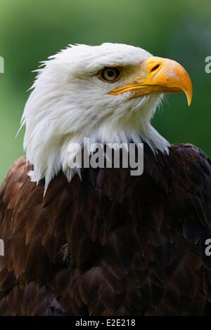 France Yvelines (78) Rambouillet Espace Rambouillet Bald Eagle (Haliaeetus leucocephalus)
