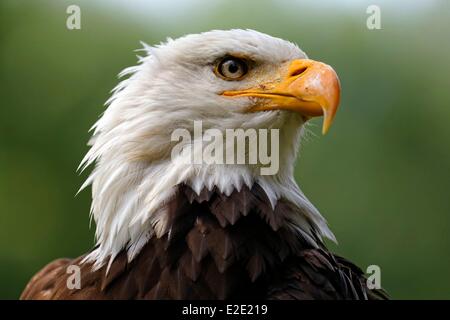 France Yvelines (78) Rambouillet Espace Rambouillet Bald Eagle (Haliaeetus leucocephalus)