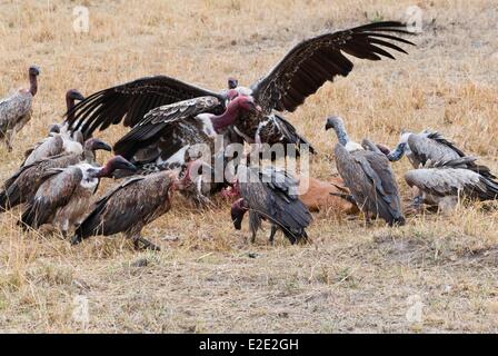 Kenya Masai Mara National Reserve African white-backed vultures (Gyps africanus) and a topi carcass Stock Photo