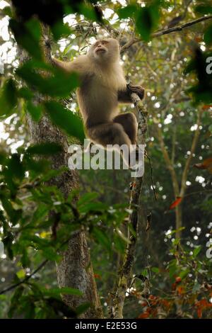 Bangladesh, Sreemangal (ou Srimangal ou Srimongol), the tea capital, the Lawachara (ou Lowacherra) National Park Stock Photo