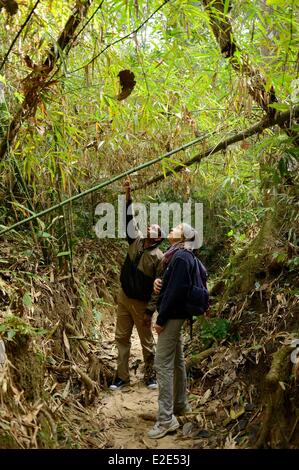 Bangladesh, Sreemangal (ou Srimangal ou Srimongol), the tea capital, the Lawachara (ou Lowacherra) National Park Stock Photo