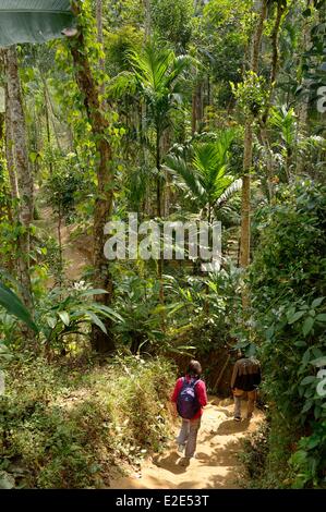 Bangladesh, Sreemangal (ou Srimangal ou Srimongol), the tea capital, the Lawachara (ou Lowacherra) National Park Stock Photo