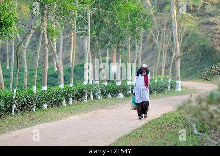 Bangladesh, Sreemangal (ou Srimangal ou Srimongol), the tea capital, is a hilly area with tea estates and orchards Stock Photo