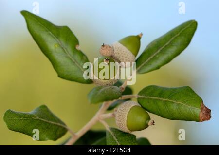 France, Var, near Sanary, Cap Sicie, forest, Holly Oak (Quercus ilex), leaves and acorns Stock Photo