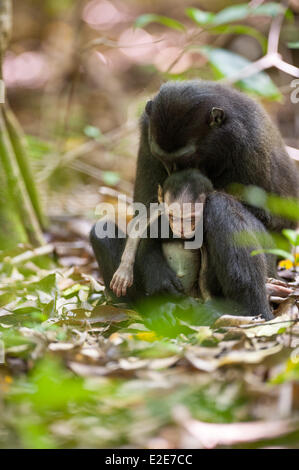 Tangkoko Nature Reserve and National Park, Tangkoko, Sulawesi, Indonesia. 3rd April, 2014. A young female macaque cradles her baby that died a few hours earlier. The Macaque continued to carry her baby for several days after his death, pressing him to her chest, grooming him, and, in this case, cradling him and staring at him in what appears be a period of mourning. The Sulawesi crested black macaque is classified as Critically Endangered by the IUCN (International Union for Conservation of Nature and Natural Resources) due to hunting and habitat loss. Tangkoko Nature Reserve and National Park Stock Photo