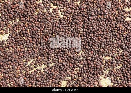 Ethiopia, Amhara region, Bahir Dar, Coffee beans Stock Photo